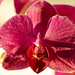 Pink orchid by elisasaeter