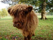 26th Oct 2015 - Baby Coo