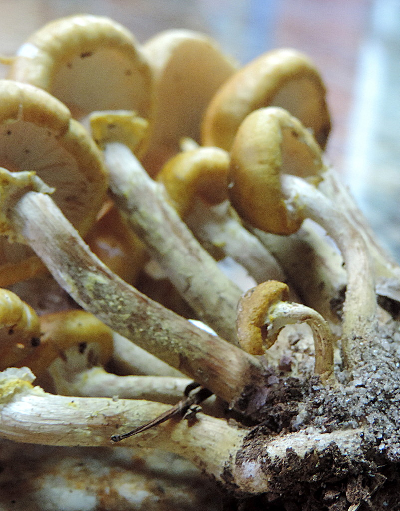 Mushrooms in a cluster! by homeschoolmom