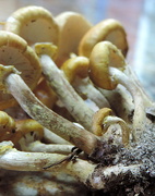24th Oct 2015 - Mushrooms in a cluster!
