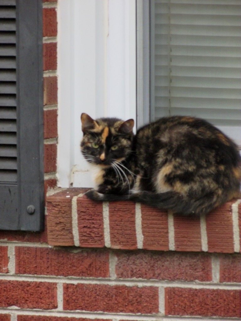 My Windowsill, Not My Cat by tunia