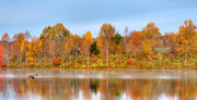 27th Oct 2015 - The Fleeting Colors Of Fall