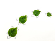 27th Oct 2015 - (Day 256) - Turtle Leaves