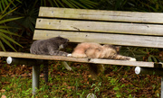 27th Oct 2015 - Homeless Cats on the Bench