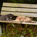 Homeless Cats on the Bench by rickster549
