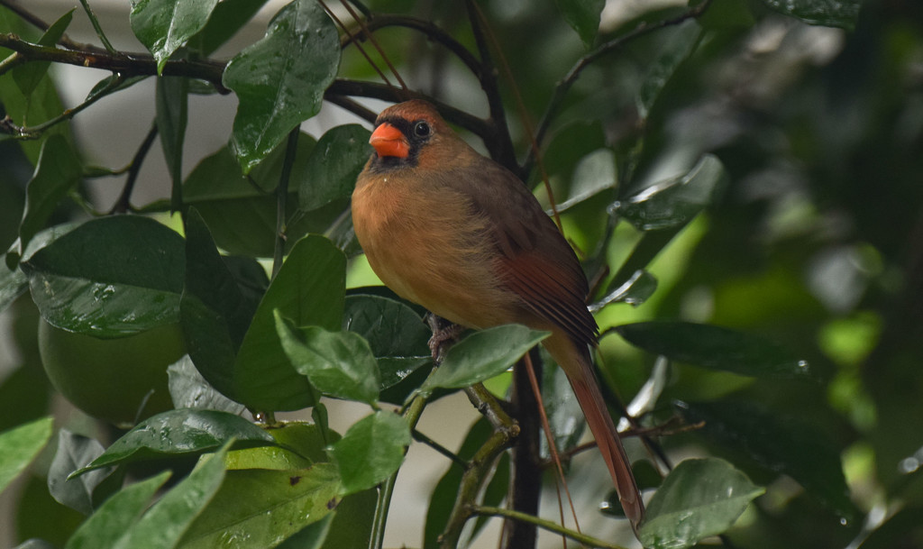Lady Cardinal in the Orange Tree by rickster549