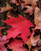 15th Oct 2015 - The gorgeous colors of fall!
