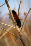 17th Oct 2015 - Woolly bear caterpillar says mild winter!