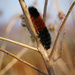 Woolly bear caterpillar says mild winter! by lindasees