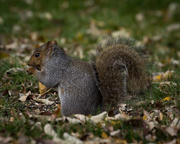 18th Oct 2015 - Grey squirrel, grey squirrel, swish your fluffy tail!