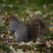 Grey squirrel, grey squirrel, swish your fluffy tail! by lindasees