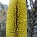 Its a Banksia not a Yellow Bottle Brush by leestevo