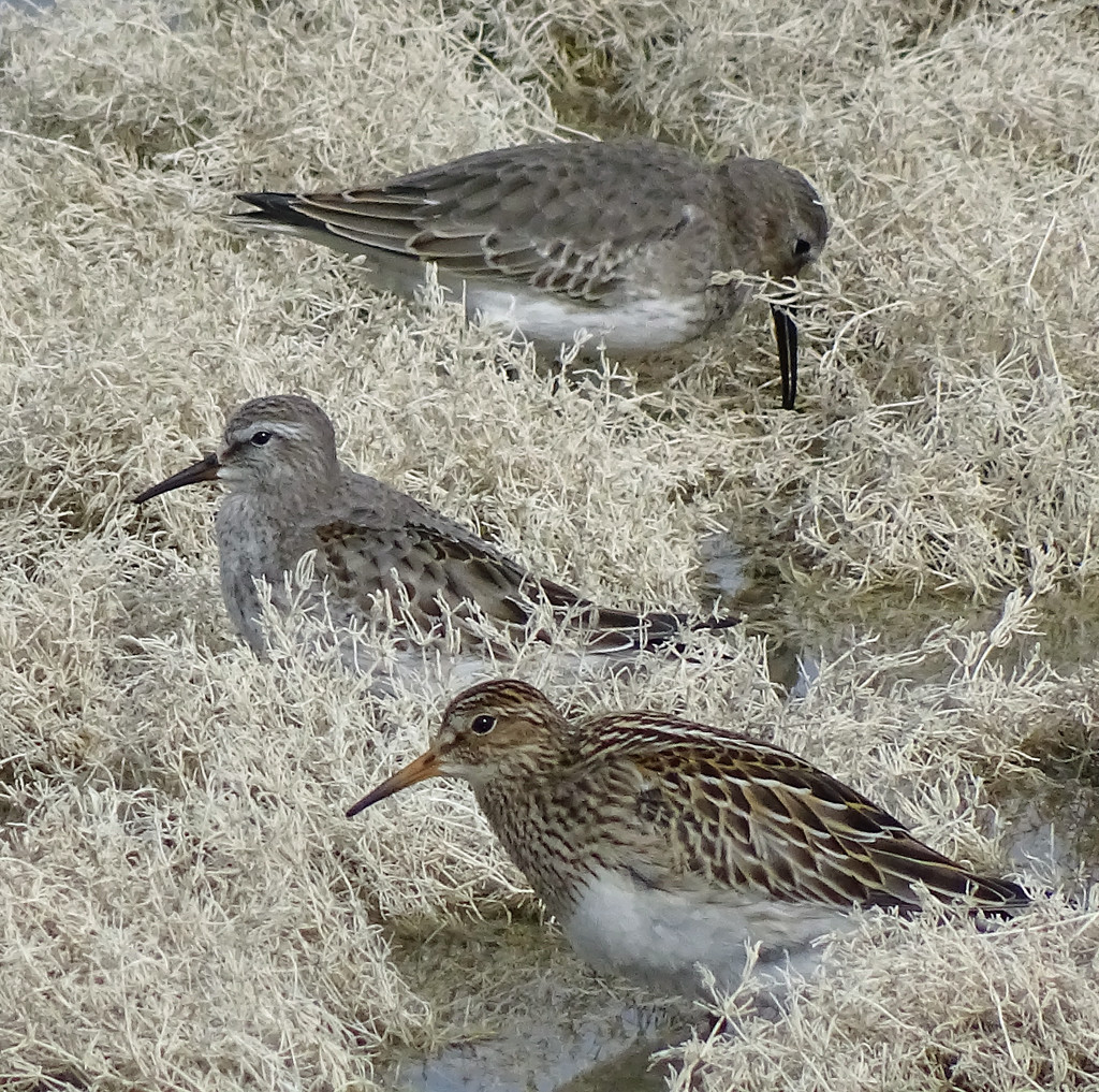 Pectoral Sandpiper and Two Dunlin by annepann