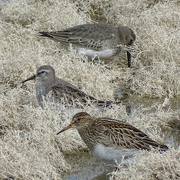 27th Oct 2015 - Pectoral Sandpiper and Two Dunlin