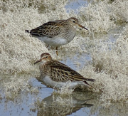 28th Oct 2015 - Pectoral Sandpipers
