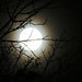 27-10-15 The full moon, just a bit past. by hellie