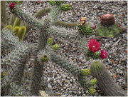 28th Oct 2015 - Flowering Cacti 