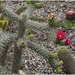 Flowering Cacti  by kerenmcsweeney
