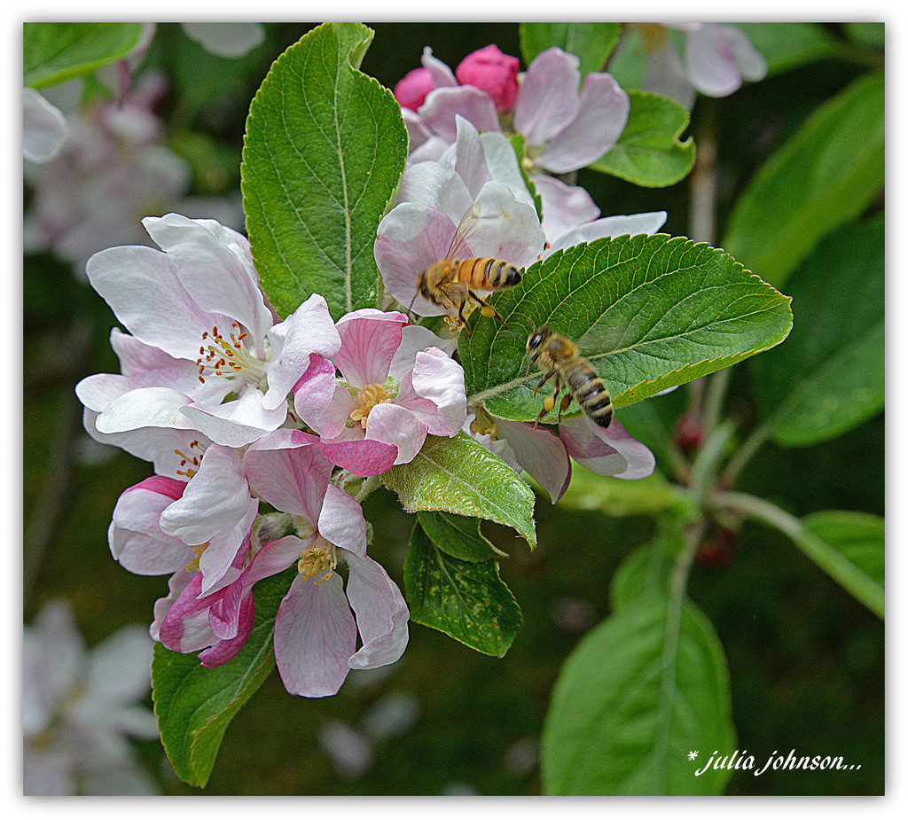 Bee's and Apple blossoms by julzmaioro