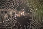 27th Oct 2015 - "Welcome to my Web"...