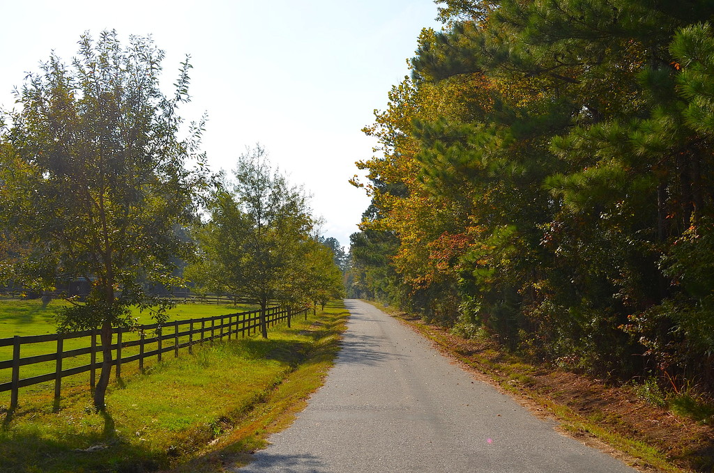 Country lane in Autumn, Dorchester County, South Carolina by congaree