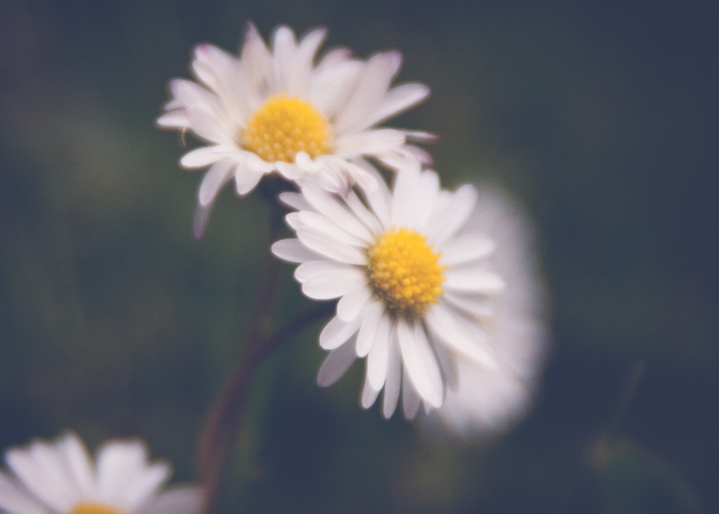 Just another daisy by brigette