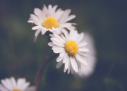28th Oct 2015 - Just another daisy