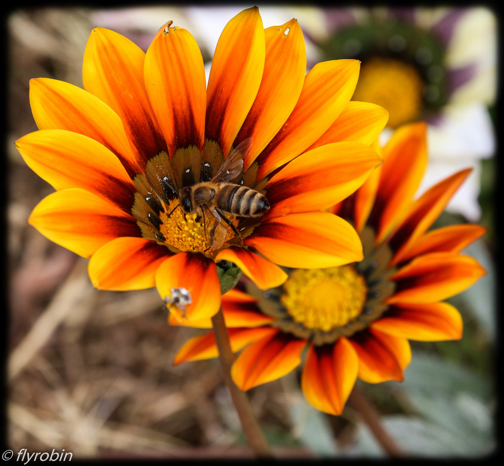 Bee orange by flyrobin