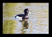 17th Oct 2015 - Tufted Duck