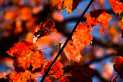 27th Oct 2015 - Red leaves