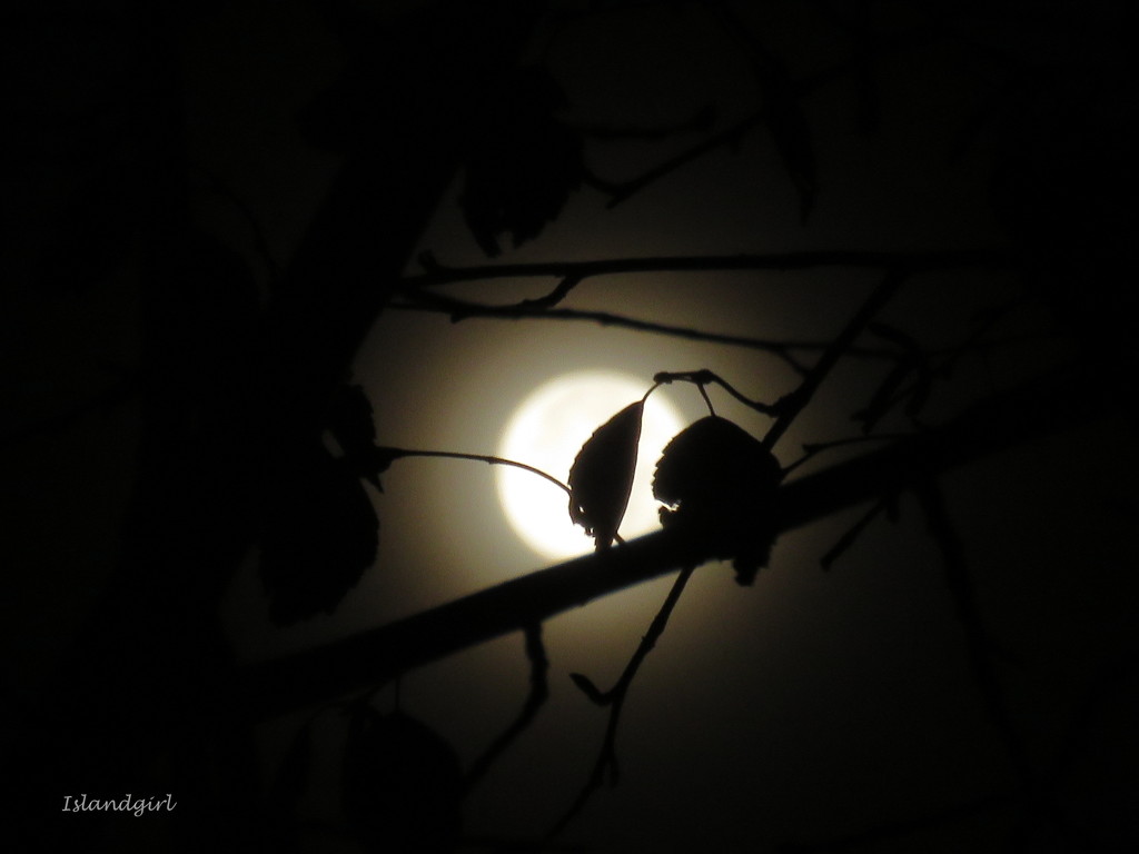 Full Moon through the Trees    by radiogirl