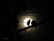 27th Oct 2015 - Full Moon through the Trees   