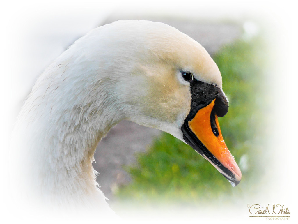 Swan In Profile by carolmw