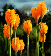 28th Oct 2015 - Red Hot Pokers