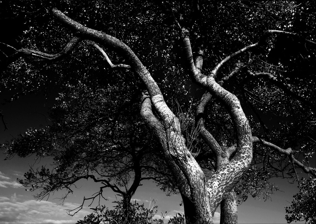 Tree study by davidrobinson