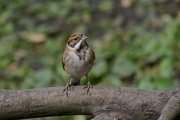 26th Oct 2015 - REED BUNTING