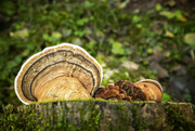 28th Oct 2015 - Fungus On the Trail 