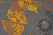 28th Oct 2015 - Leaf and Puddles Abstract 7
