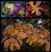 27th Oct 2015 - Fall Leaves