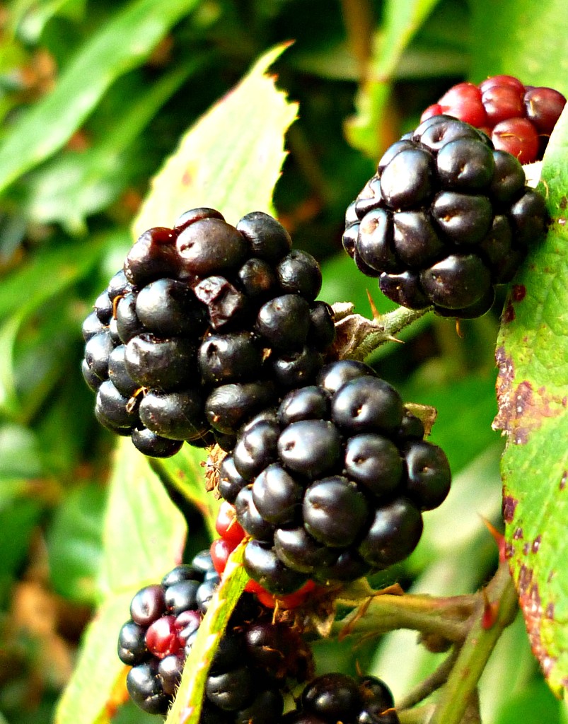 Protein packed Blackberries by countrylassie