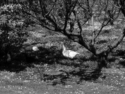 28th Oct 2015 - Geese
