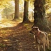 Evening dog walk..... by shepherdmanswife
