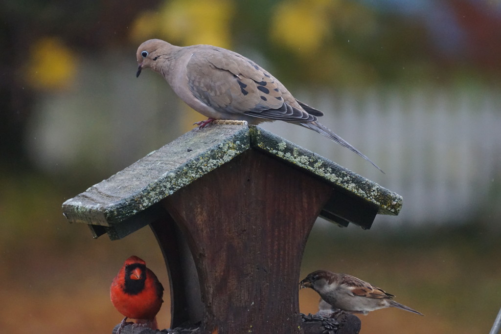 assorted birds by amyk