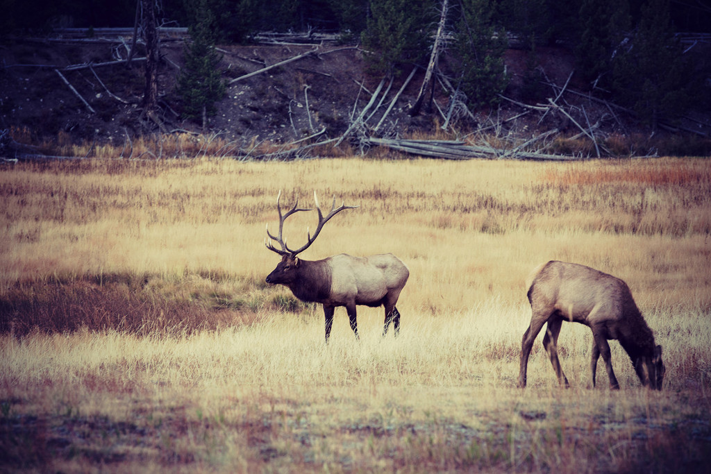 Yellowstone Elk by pdulis