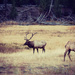 Yellowstone Elk by pdulis