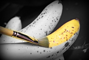 28th Oct 2015 - Paint the banana