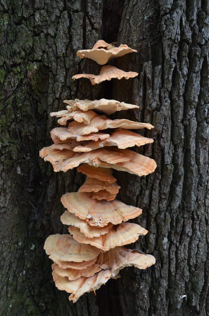 Amazing fungi by congaree