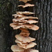 Amazing fungi by congaree