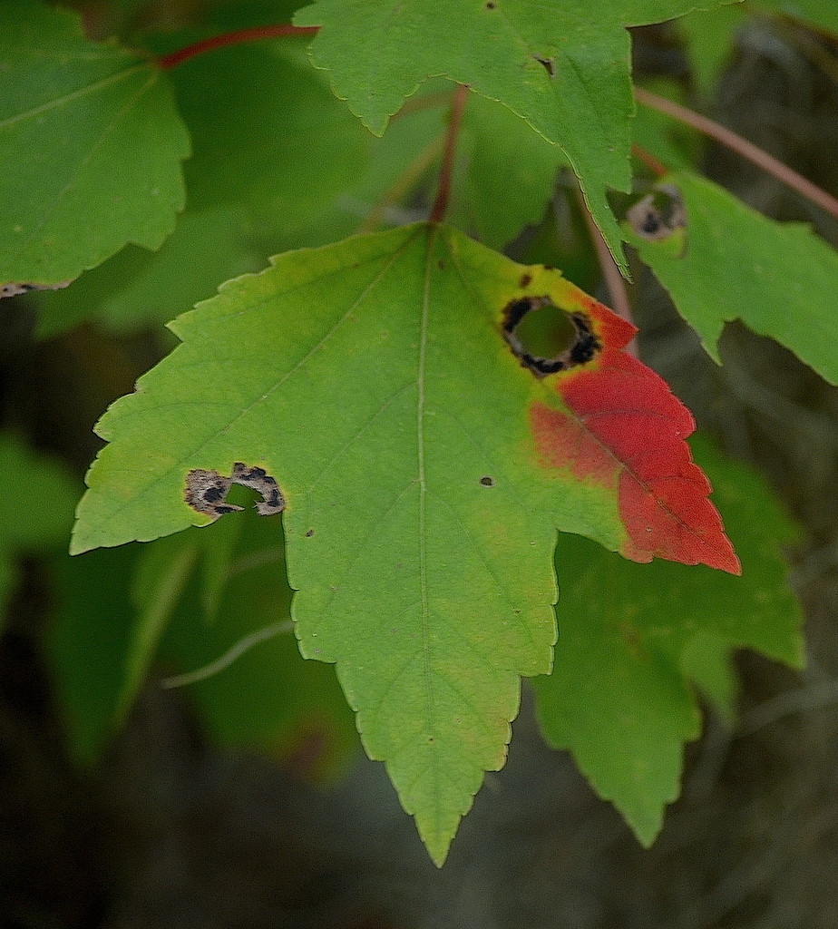 Swamp maple leaf in Autumn  by congaree
