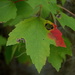 Swamp maple leaf in Autumn  by congaree